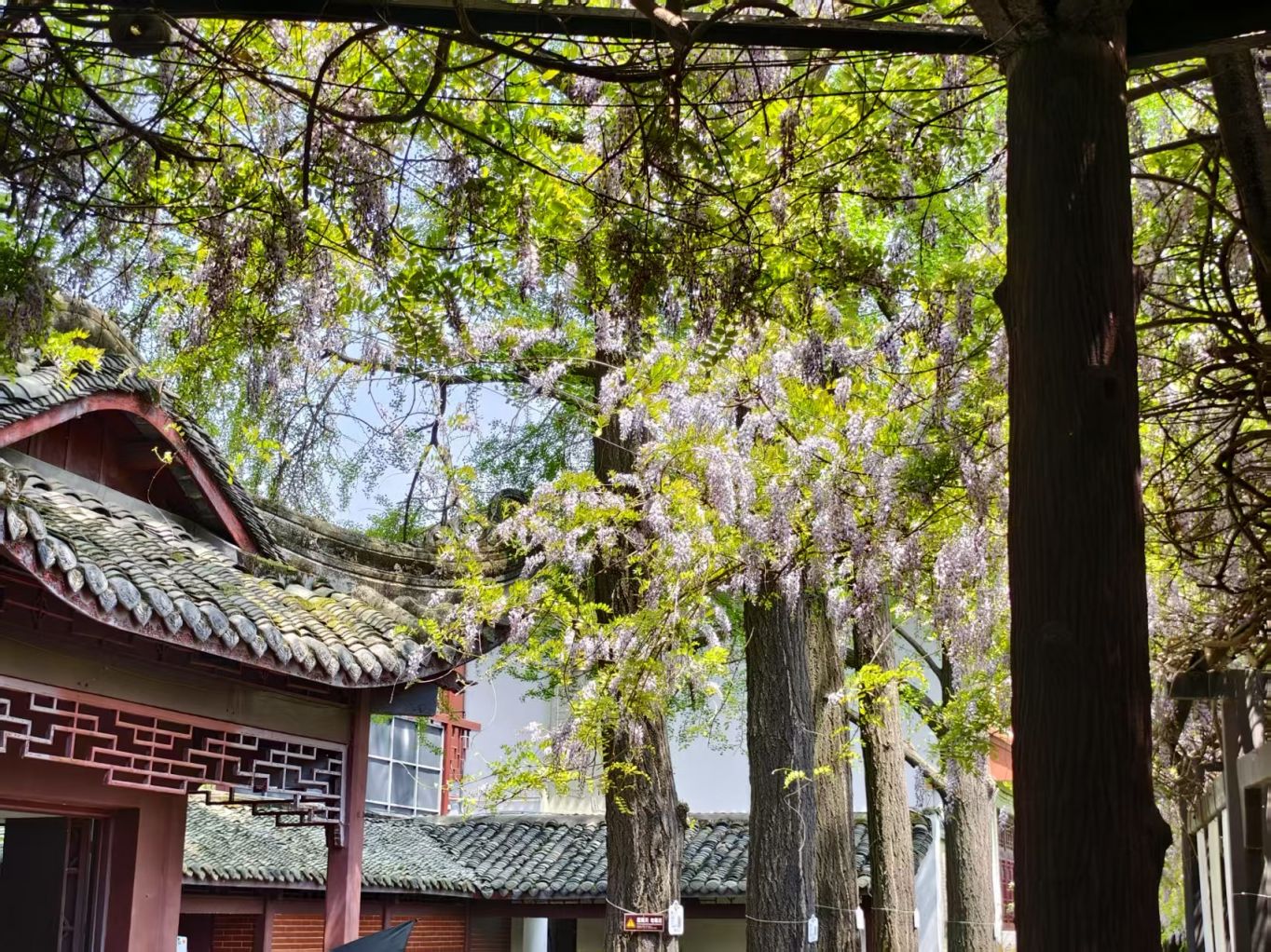 成都紫藤花观赏指南（花期+观赏点位）