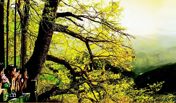 杭州市临安区人民政府(网上办事大厅)