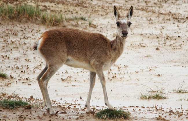 藏羚是否可以人工养殖？养殖藏羚羊需要办理哪些资质？