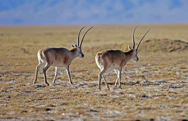 藏羚是否可以人工养殖？养殖藏羚羊需要办理哪些资质？